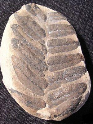 fossil fern from the coal measures