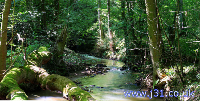 stream through the woods