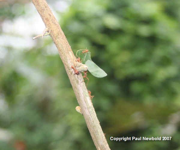 leaf cutter ants